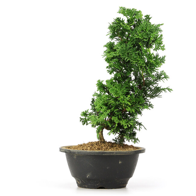 Chamaecyparis obtusa, 26 cm, ± 5 ans