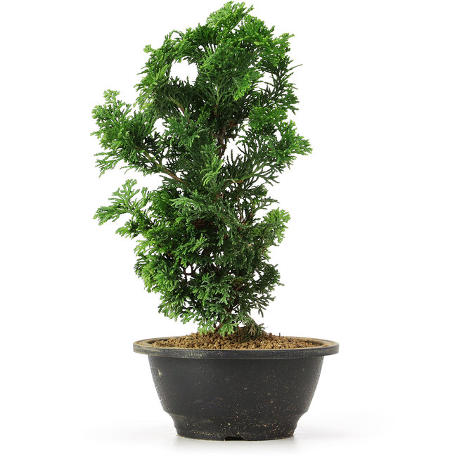 Chamaecyparis obtusa, 26 cm, ± 5 Jahre alt