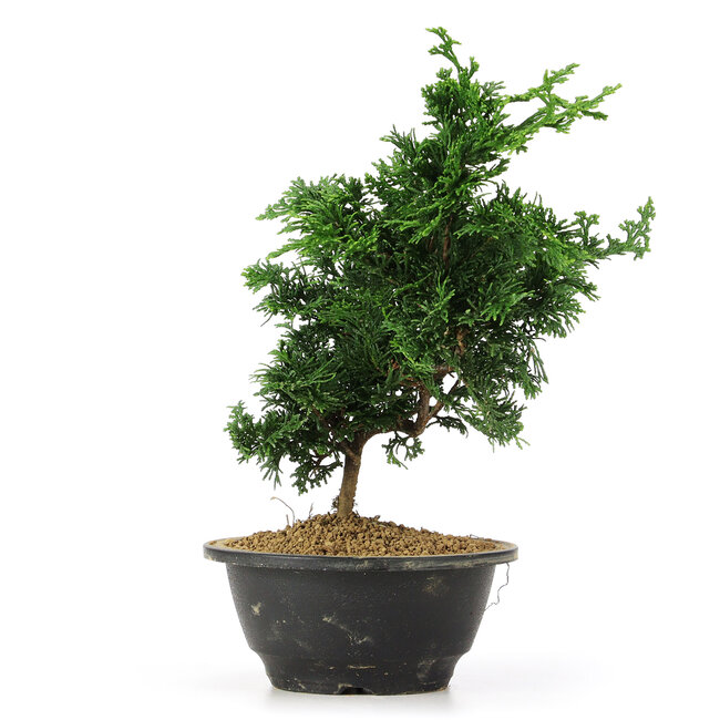 Chamaecyparis obtusa, 27 cm, ± 5 jaar oud