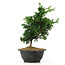 Chamaecyparis obtusa, 27 cm, ± 5 jaar oud