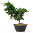 Chamaecyparis obtusa, 27 cm, ± 5 jaar oud