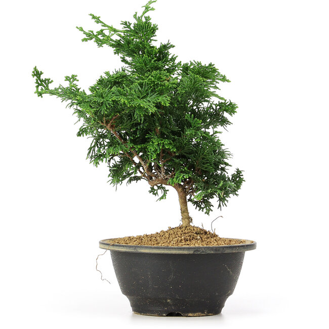 Chamaecyparis obtusa, 27 cm, ± 5 jaar oud