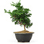 Chamaecyparis obtusa, 27 cm, ± 5 jaar oud