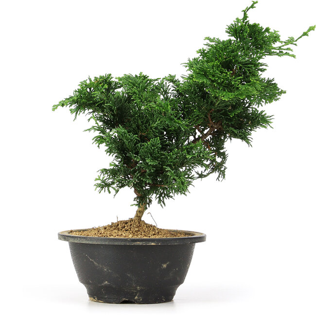 Chamaecyparis obtusa, 27 cm, ± 5 jaar oud