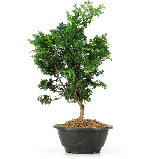 Chamaecyparis obtusa, 31,5 cm, ± 5 jaar oud