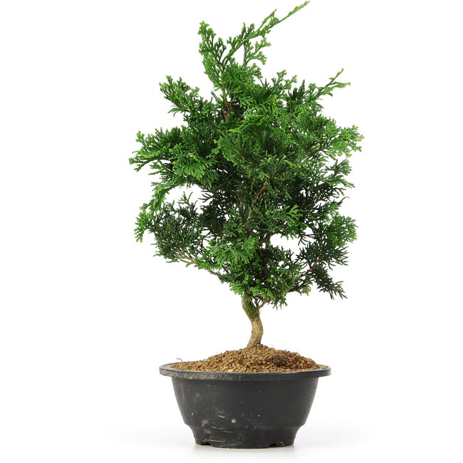 Chamaecyparis obtusa, 31,5 cm, ± 5 years old