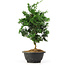 Chamaecyparis obtusa, 31,5 cm, ± 5 jaar oud