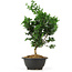 Chamaecyparis obtusa, 31,5 cm, ± 5 jaar oud