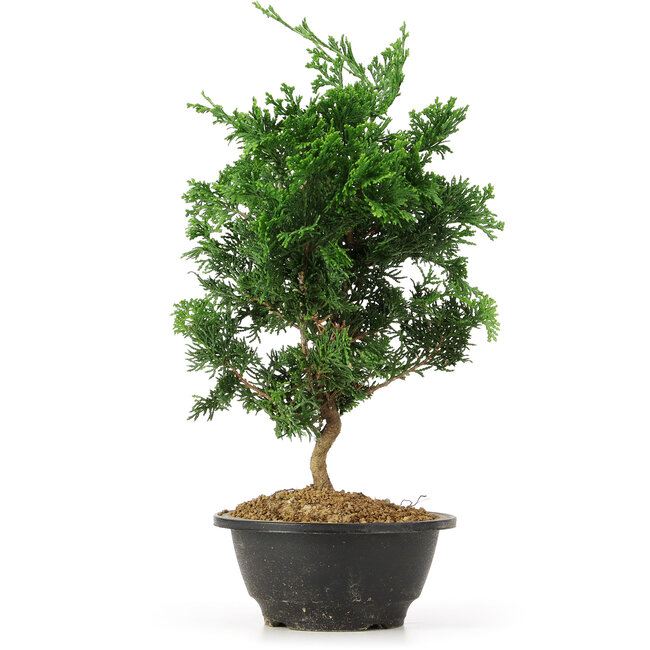 Chamaecyparis obtusa, 31,5 cm, ± 5 years old