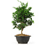 Chamaecyparis obtusa, 31,5 cm, ± 5 jaar oud