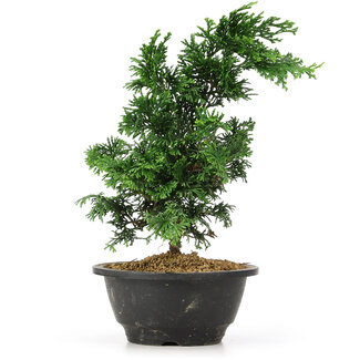 Chamaecyparis obtusa, 26 cm, ± 5 Jahre alt