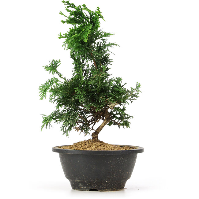 Chamaecyparis obtusa, 26 cm, ± 5 jaar oud