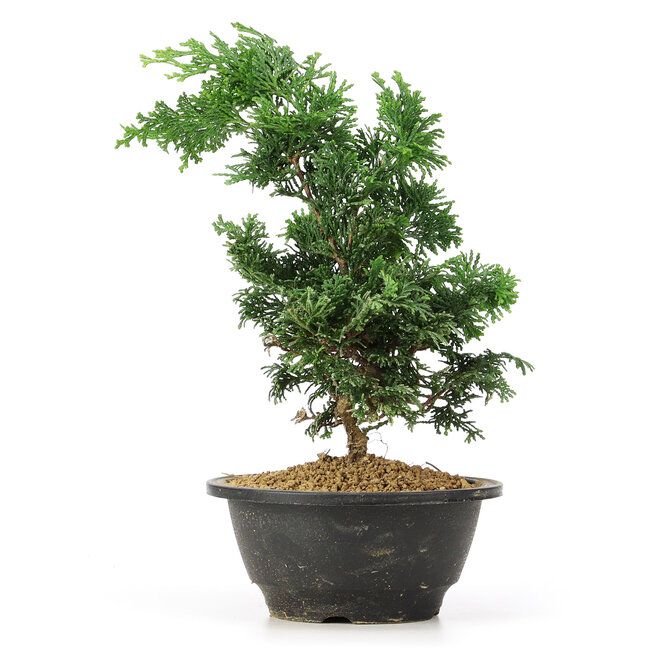Chamaecyparis obtusa, 26 cm, ± 5 ans