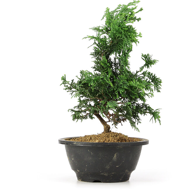 Chamaecyparis obtusa, 26 cm, ± 5 Jahre alt