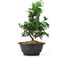 Chamaecyparis obtusa, 26 cm, ± 5 jaar oud