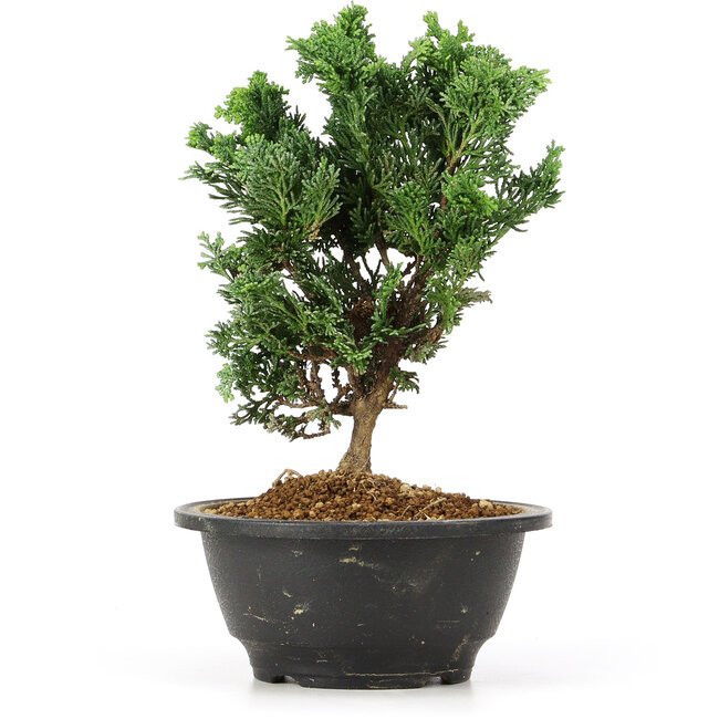 Chamaecyparis obtusa, 20,5 cm, ± 5 jaar oud