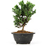 Chamaecyparis obtusa, 20,5 cm, ± 5 jaar oud