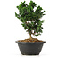 Chamaecyparis obtusa, 20,5 cm, ± 5 jaar oud