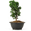 Chamaecyparis obtusa, 20,5 cm, ± 5 jaar oud