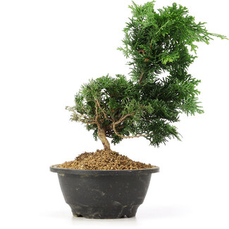 Chamaecyparis obtusa, 23 cm, ± 5 jaar oud