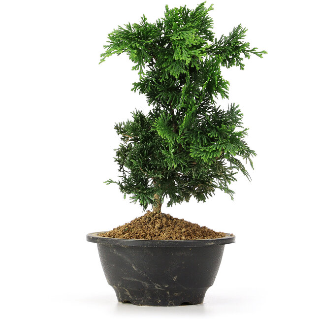 Chamaecyparis obtusa, 23 cm, ± 5 years old