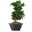 Chamaecyparis obtusa, 23 cm, ± 5 jaar oud