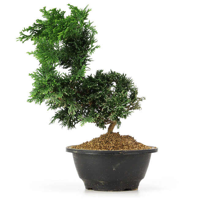 Chamaecyparis obtusa, 23 cm, ± 5 jaar oud