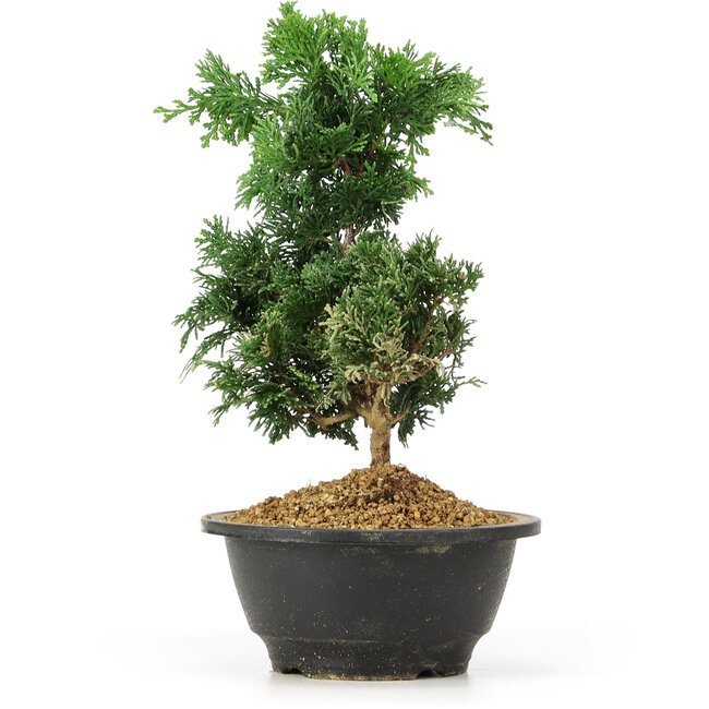 Chamaecyparis obtusa, 23 cm, ± 5 anni