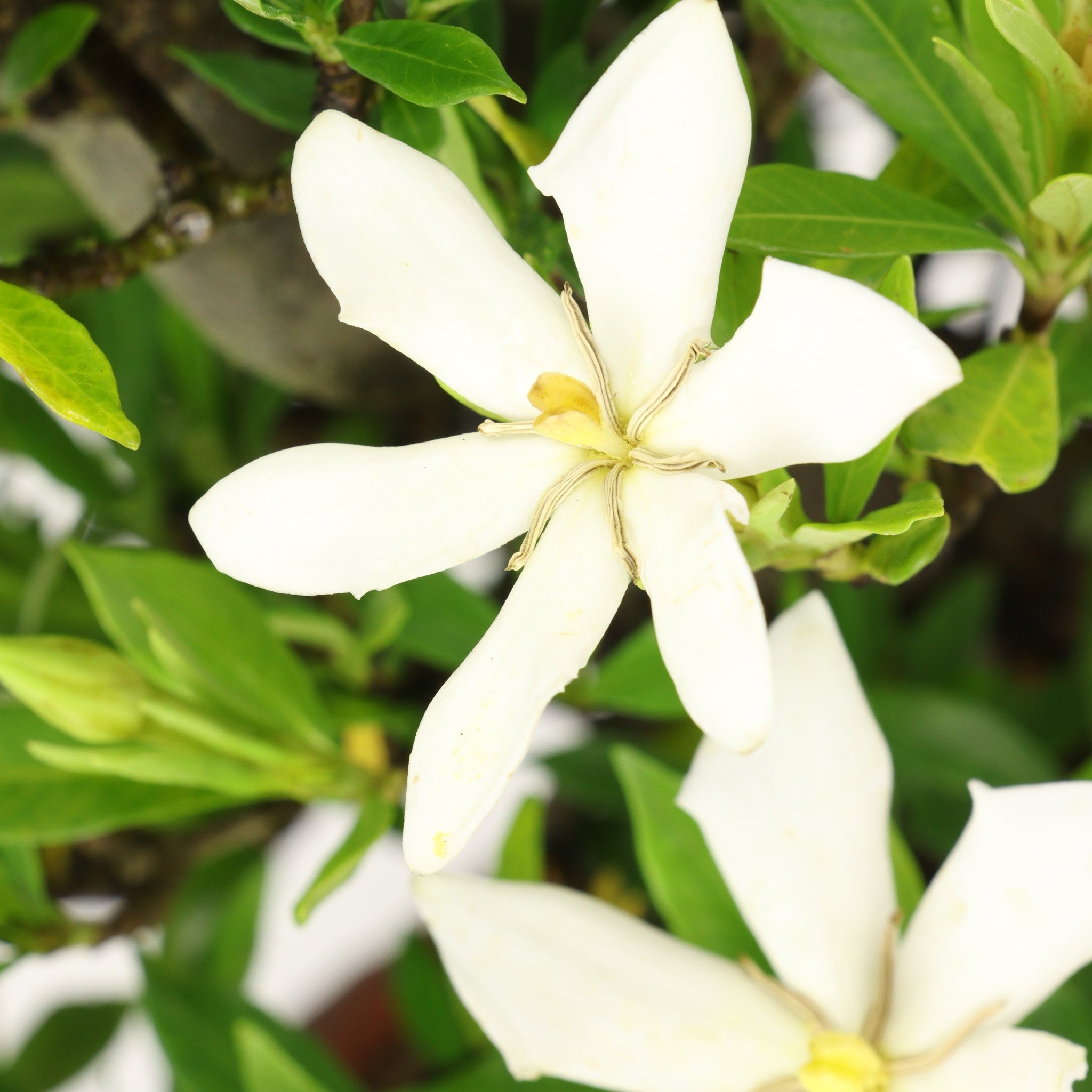 Gardenia jasminoides, 38 cm, ± 12 años, con flores blancas y frutos  anaranjados - Bonsai Plaza