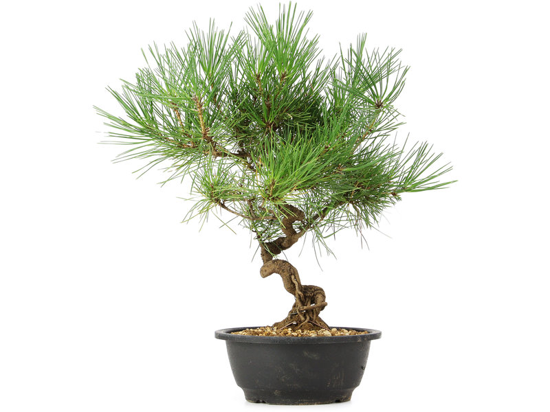 Pinus thunbergii, 40 cm, ± 12 jaar oud