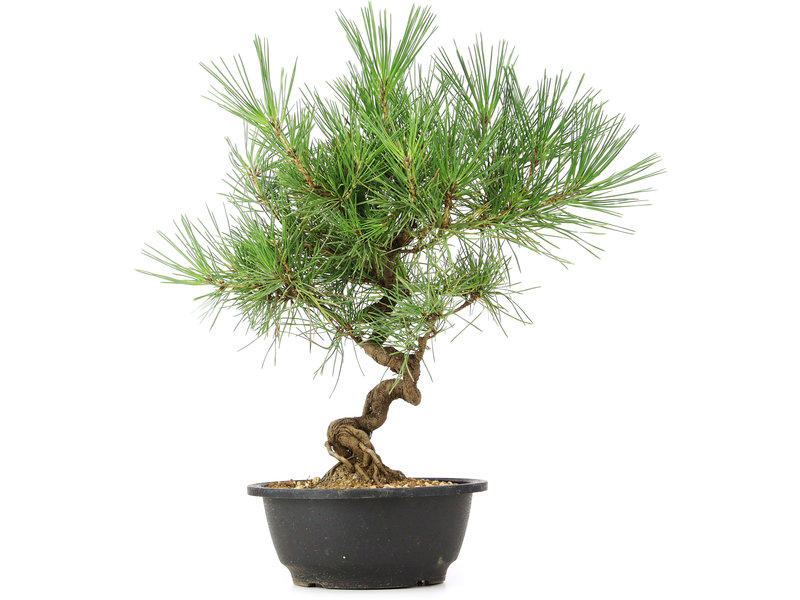Pinus thunbergii, 40 cm, ± 12 jaar oud