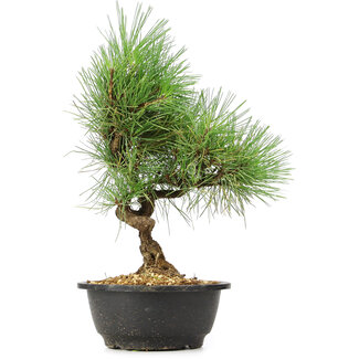 Pinus thunbergii, 33 cm, ± 12 jaar oud