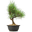 Pinus thunbergii, 33 cm, ± 12 years old