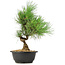 Pinus thunbergii, 33 cm, ± 12 jaar oud