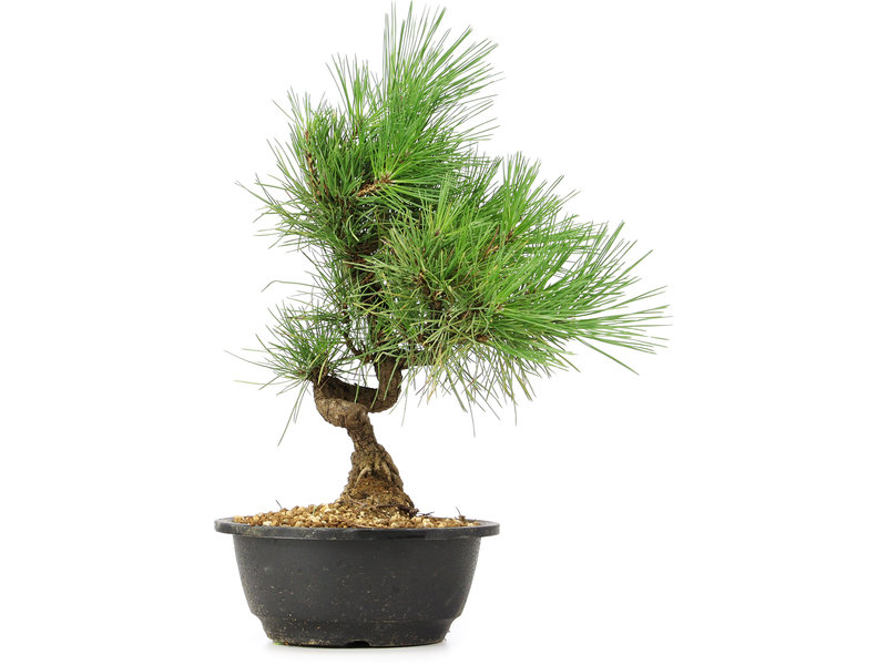 Pinus thunbergii, 33 cm, ± 12 jaar oud
