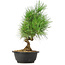 Pinus thunbergii, 33 cm, ± 12 jaar oud