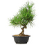 Pinus thunbergii, 33 cm, ± 12 jaar oud