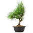 Pinus thunbergii, 33 cm, ± 12 jaar oud