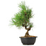 Pinus thunbergii, 33 cm, ± 12 anni