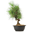 Pinus thunbergii, 33 cm, ± 12 jaar oud