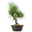 Pinus thunbergii, 33 cm, ± 12 jaar oud