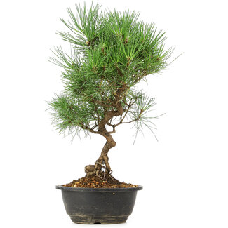 Pinus thunbergii, 35 cm, ± 12 jaar oud