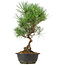 Pinus thunbergii, 35 cm, ± 12 anni