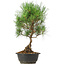 Pinus thunbergii, 35 cm, ± 12 Jahre alt
