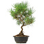 Pinus thunbergii, 35 cm, ± 12 anni