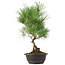 Pinus thunbergii, 35 cm, ± 12 anni