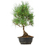 Pinus thunbergii, 35 cm, ± 12 Jahre alt