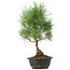 Pinus thunbergii, 35 cm, ± 12 years old