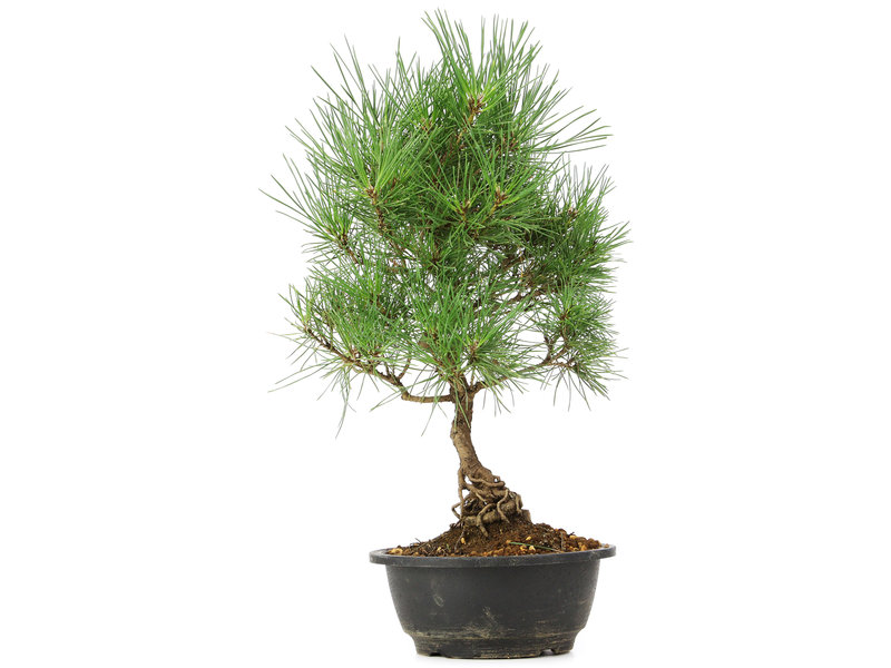 Pinus thunbergii, 35 cm, ± 12 jaar oud
