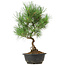 Pinus thunbergii, 35 cm, ± 12 years old